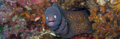 Moray eel, Indonesia