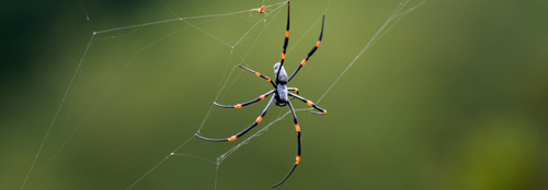Spider, Banda Indonesia