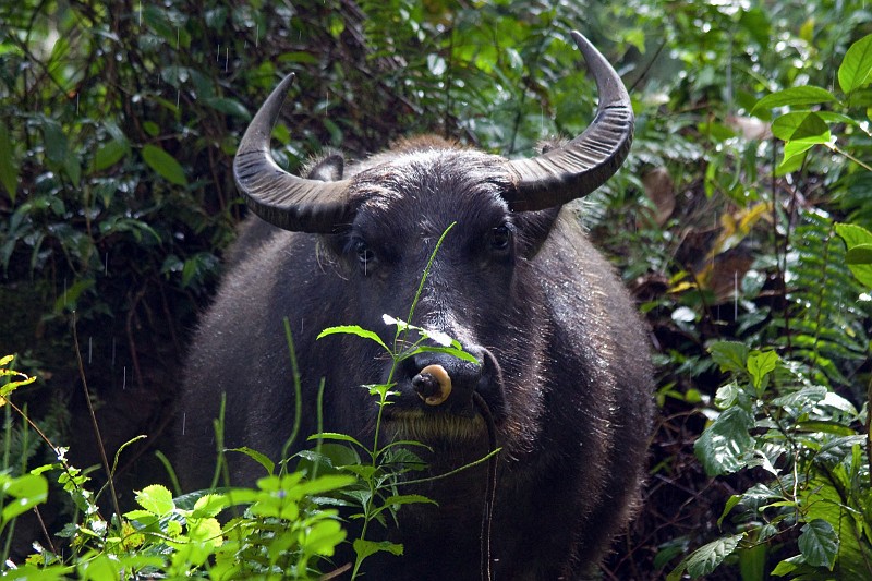 065407IMG_0347_pn.jpg - Philippine water buffalo.