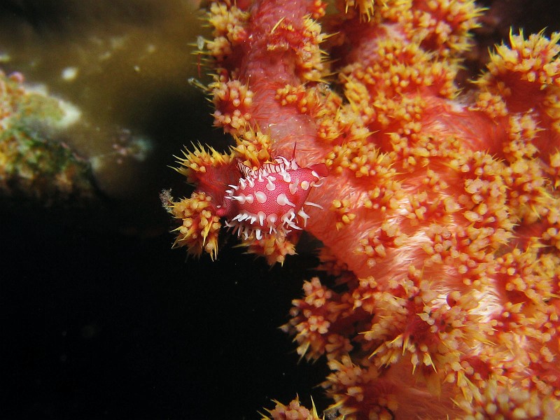 074936IMG_6004_pn.jpg - Looks like a nudibranch, but...