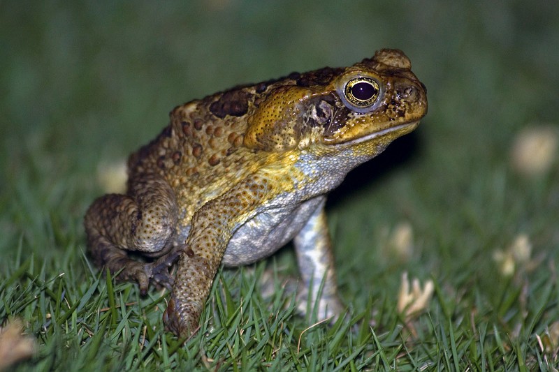 101346IMG_0208_pn.jpg - Every evening at 6, toads invaded the grounds at Pura Vida.